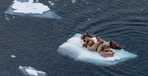 С кем дружат нарвалы, как в Арктике отдыхают моржи и какие киты обитают в Охотском море