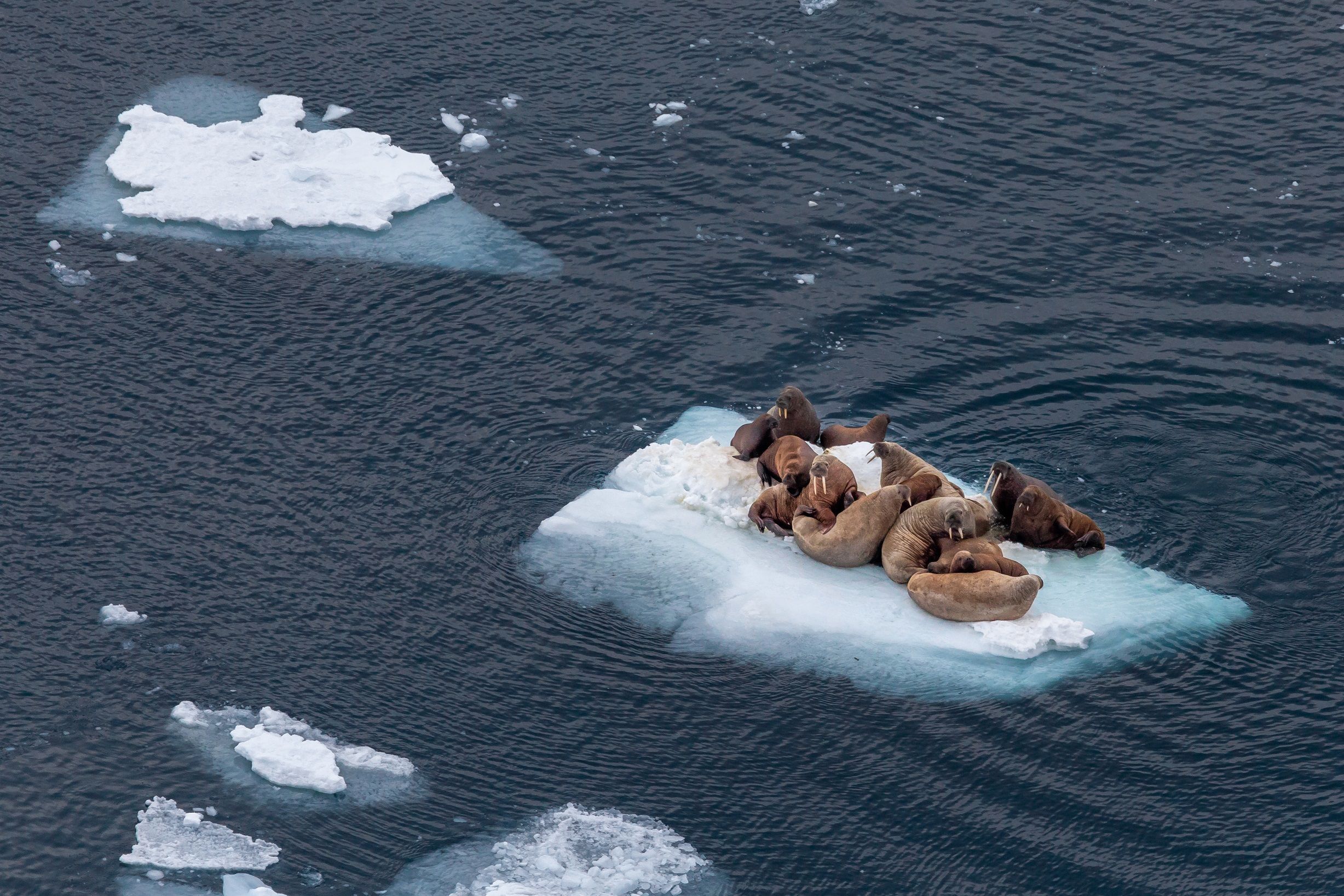 Экспедиция северный ледовитый океан. Остров Вайгач это Арктика. Моржи в Баренцевом море. Морж Северо Ледовитого океана. Арктика Баренцево море.
