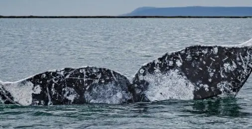 Хвост серого кита