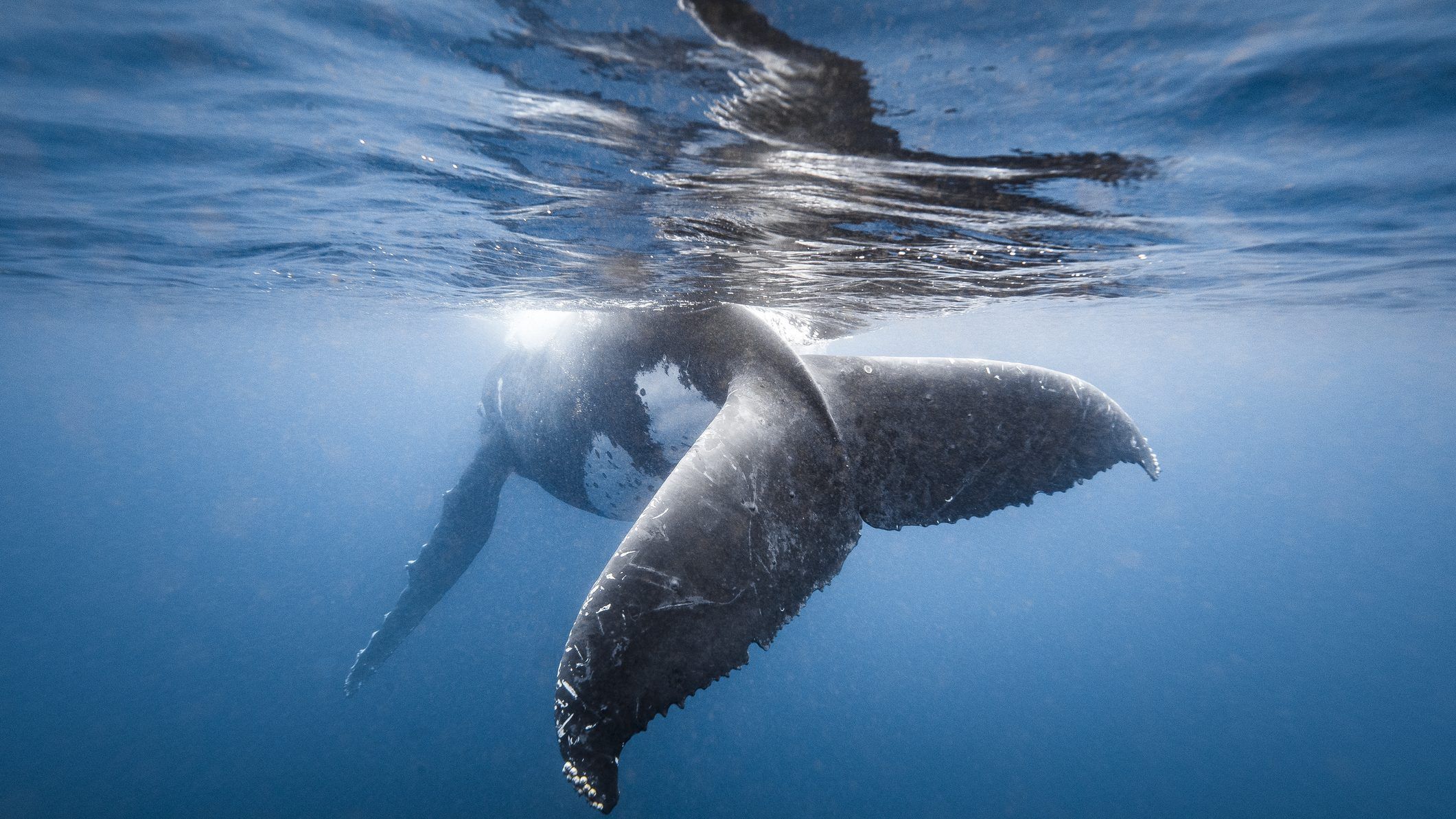 Серый кит под водой
