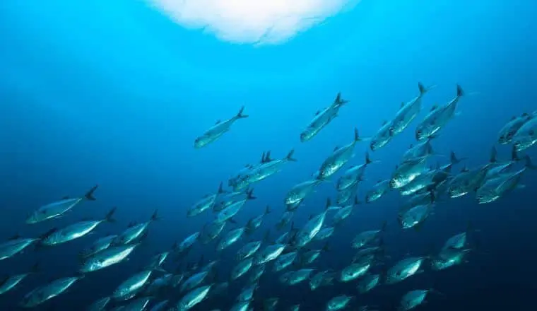 Что вы знаете о рыбах?