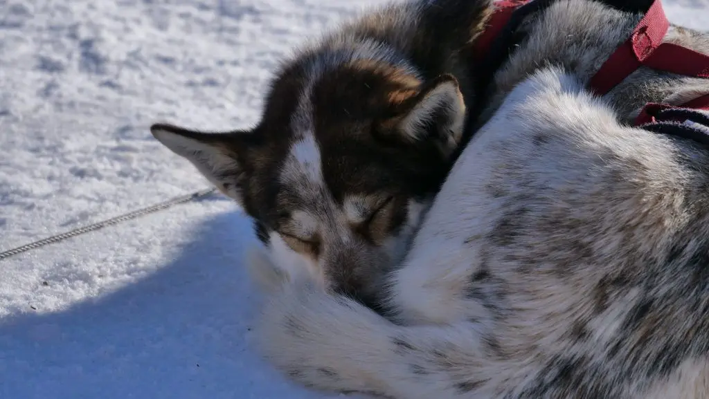 Ездовая собака спит