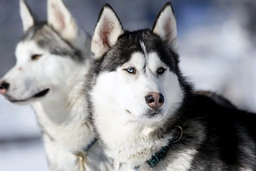 Сибирские хаски