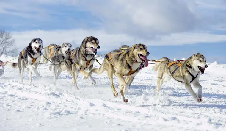 Ездовые хаски бегут