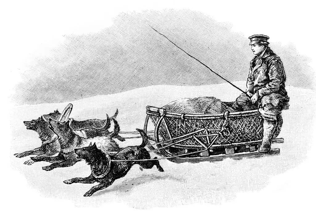 Собаки в упряжке