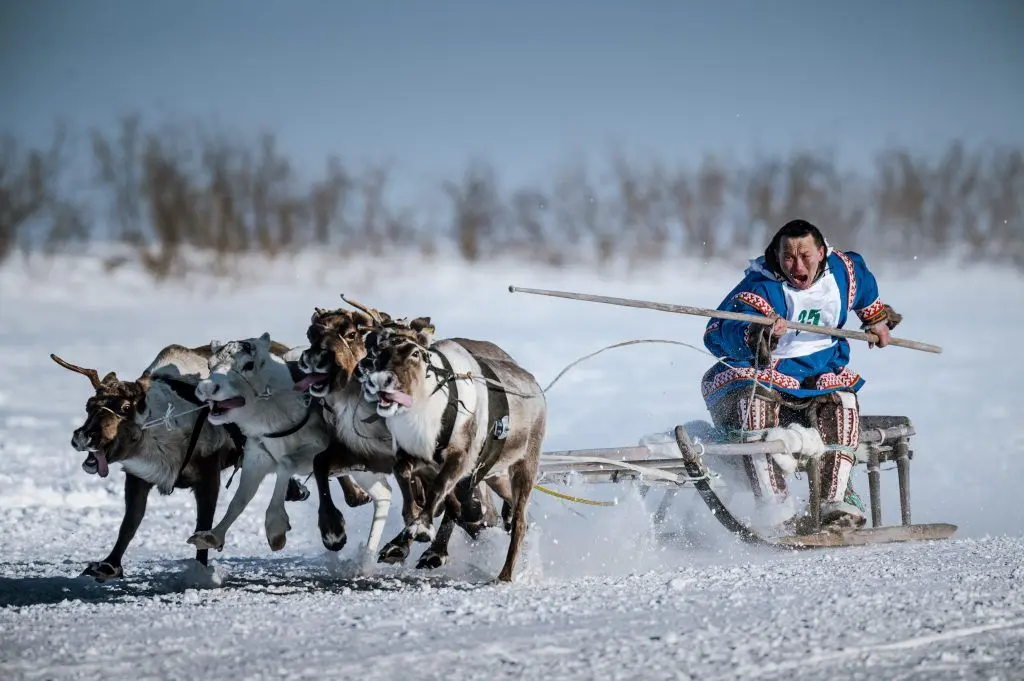Олени бегут в упряжке