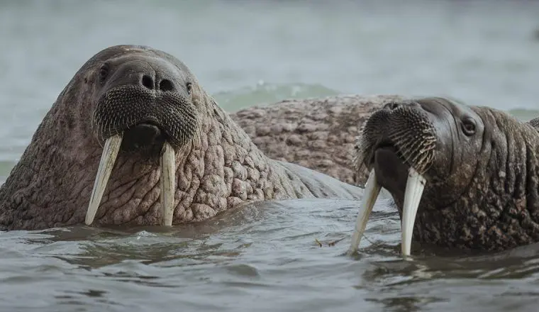 10 вопросов о&nbsp;моржах