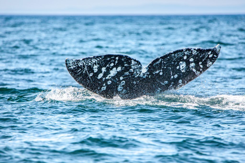Серый кит в Охотском море