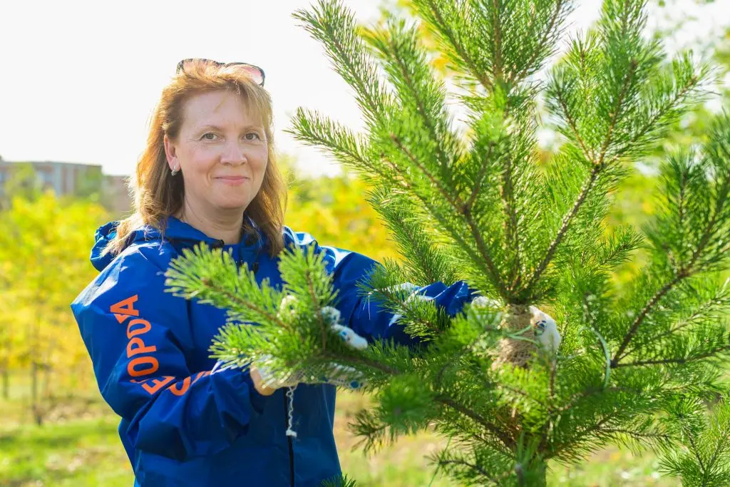 Озеленение в Омске Озеленение в Омске