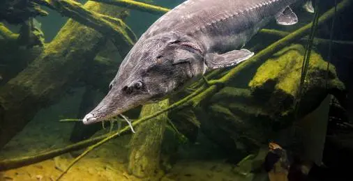Осетры-гиганты в российских реках? Что происходит на экспериментальном рыбоводном заводе в Сибири