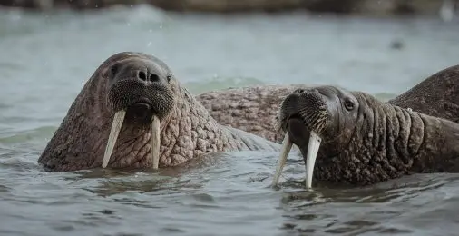 Пройдите квиз и&nbsp;узнайте, какое животное Заполярья самое зубастое, а&nbsp;какое&nbsp;&mdash; самое выносливое