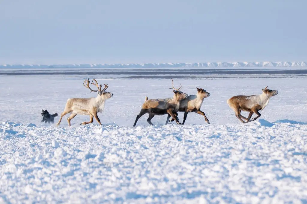 Оленегонный шпиц в момент управления стадом