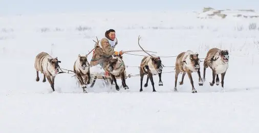 Гоночные олени и&nbsp;прыжки через нарты: как на&nbsp;Крайнем Севере отмечают День оленевода