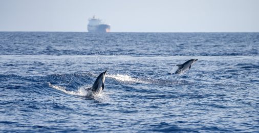 Дельфины и нефтяной танкер