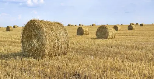 Поле с тюками сена