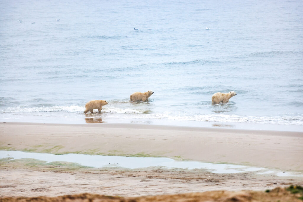 Медведи в Карском море