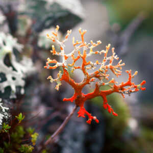 Союз гриба и&nbsp;водоросли: как живется растениям на&nbsp;Крайнем Севере