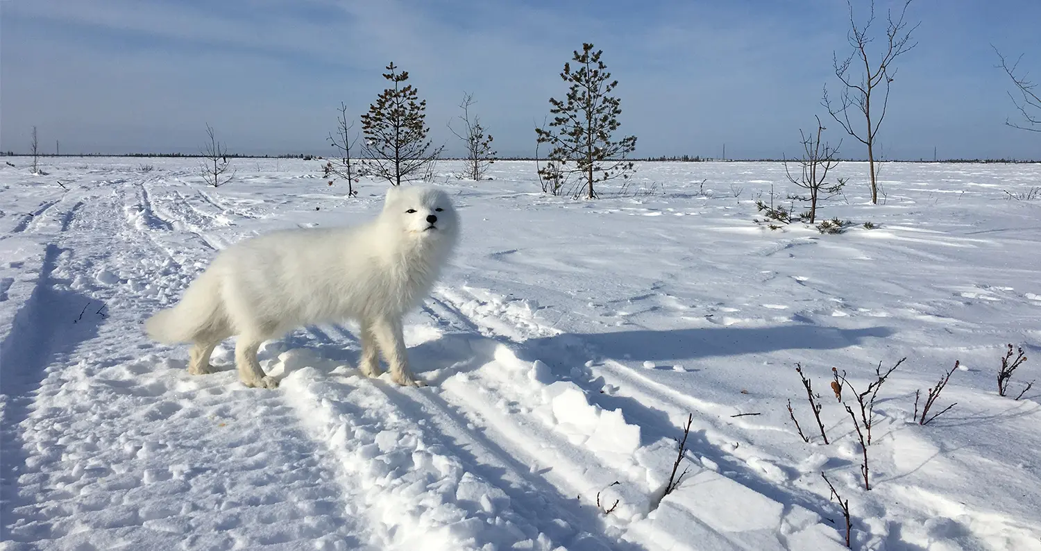 Песец в тундре