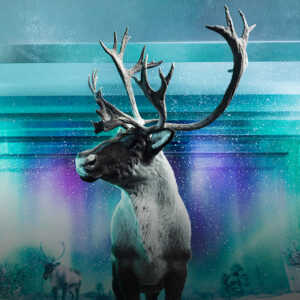 Нос-обогреватель, встроенный &laquo;пуховик&raquo; и&nbsp;другие особенности животных Арктики