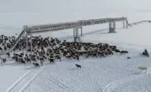 Трубопровод с оленьим переходом в районе Восточно-Мессояхского месторождения