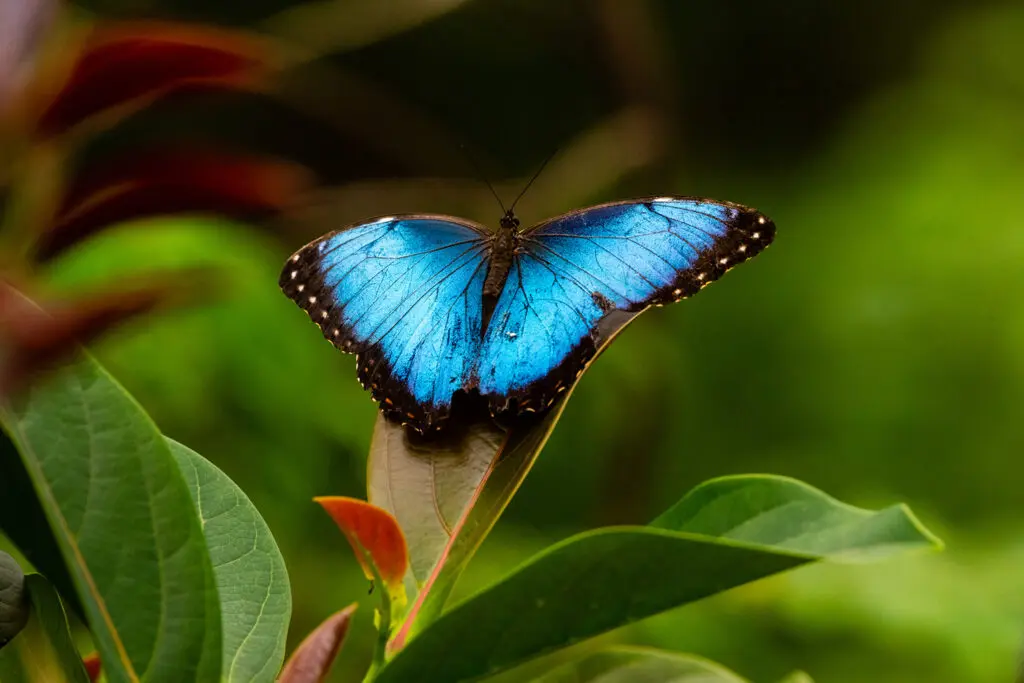Бабочка Morpho menelaus
