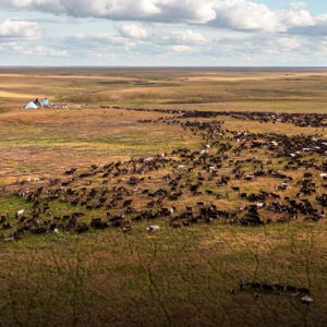 Жужжащая экосистема: зачем Арктике комары и&nbsp;мошки