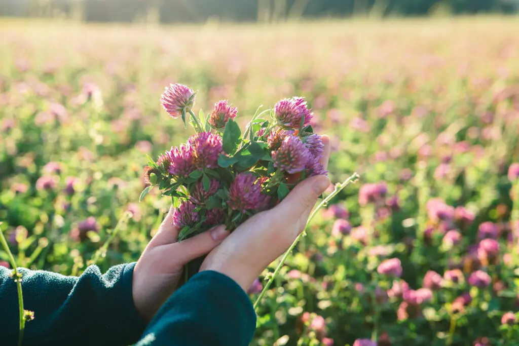 Клубеньковые бактерии, которые живут в корнях клевера, помогают обогатить почву соединениями азота и сделать ее плодородной