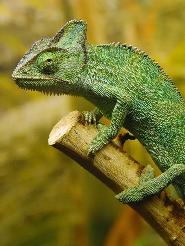 Как природа вдохновила ученых