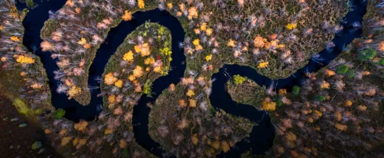 Вид на Васюганские болота в Западной Сибири — одни из самых крупных в мире