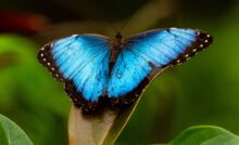 Бабочка Morpho menelaus