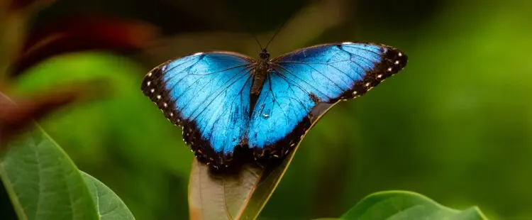 Бабочка Morpho menelaus