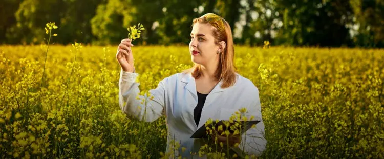 Рапсовое поле