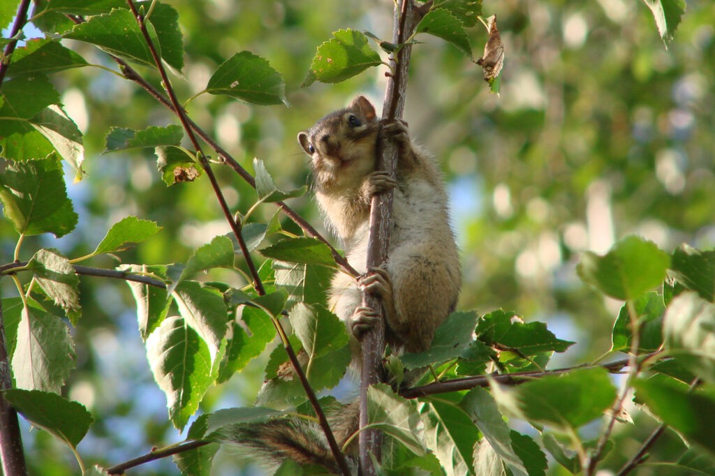 Мелкие наземные грызуны особенно чувствительны к изменениям в природе