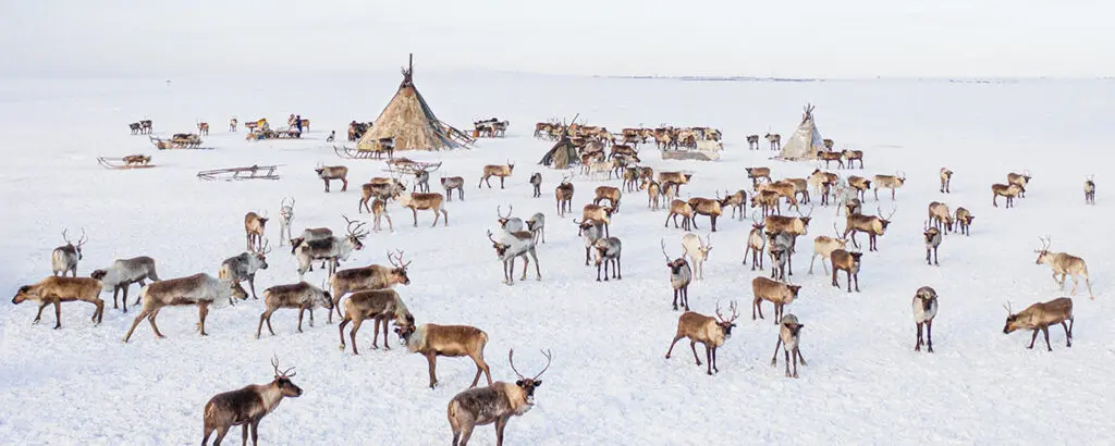 Оленьи стада в Арктике