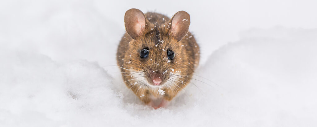 Полевая мышь зимой