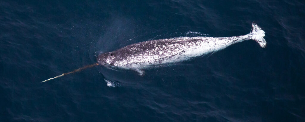 Нарвал, погружающийся в воду 