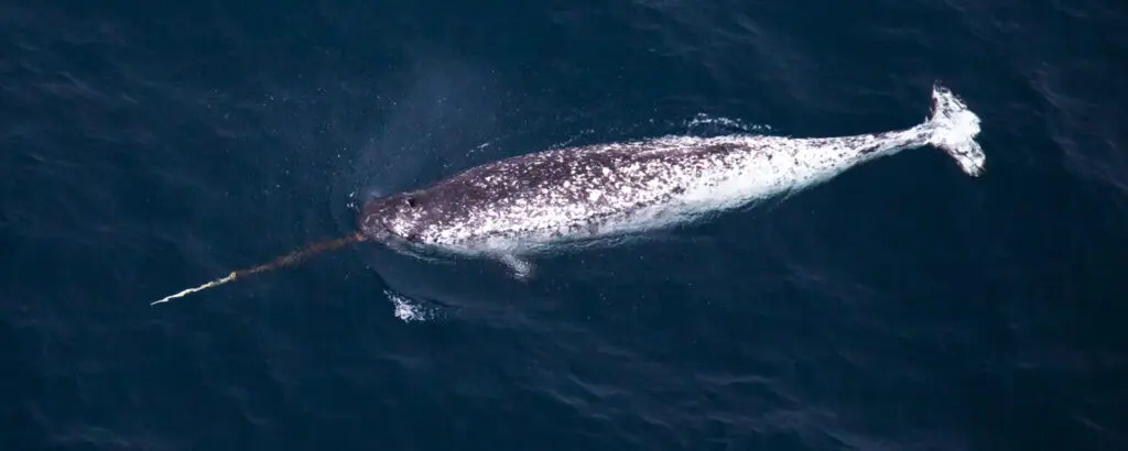 Нарвал, погружающийся в воду