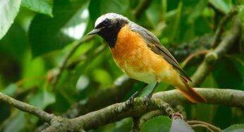 Живые индикаторы: что мыши, птицы и насекомые рассказывают об экологии