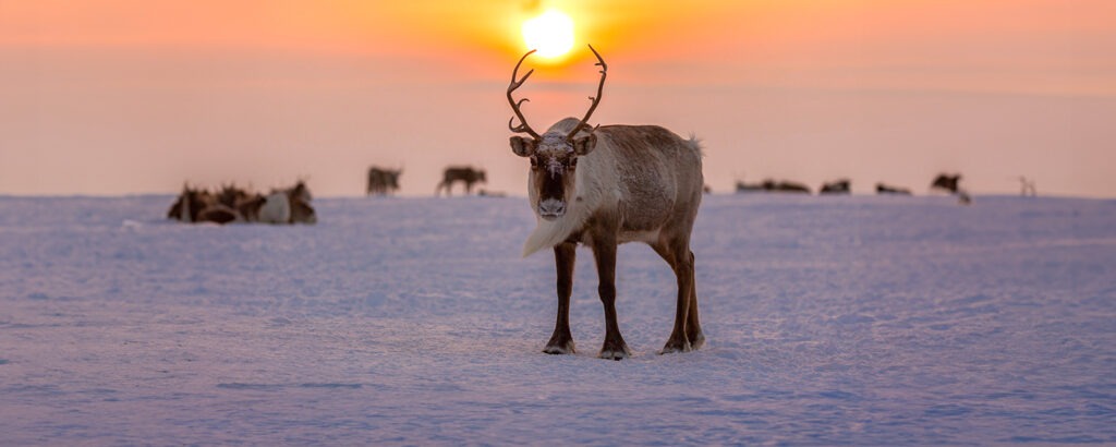 Северный олень на Ямале