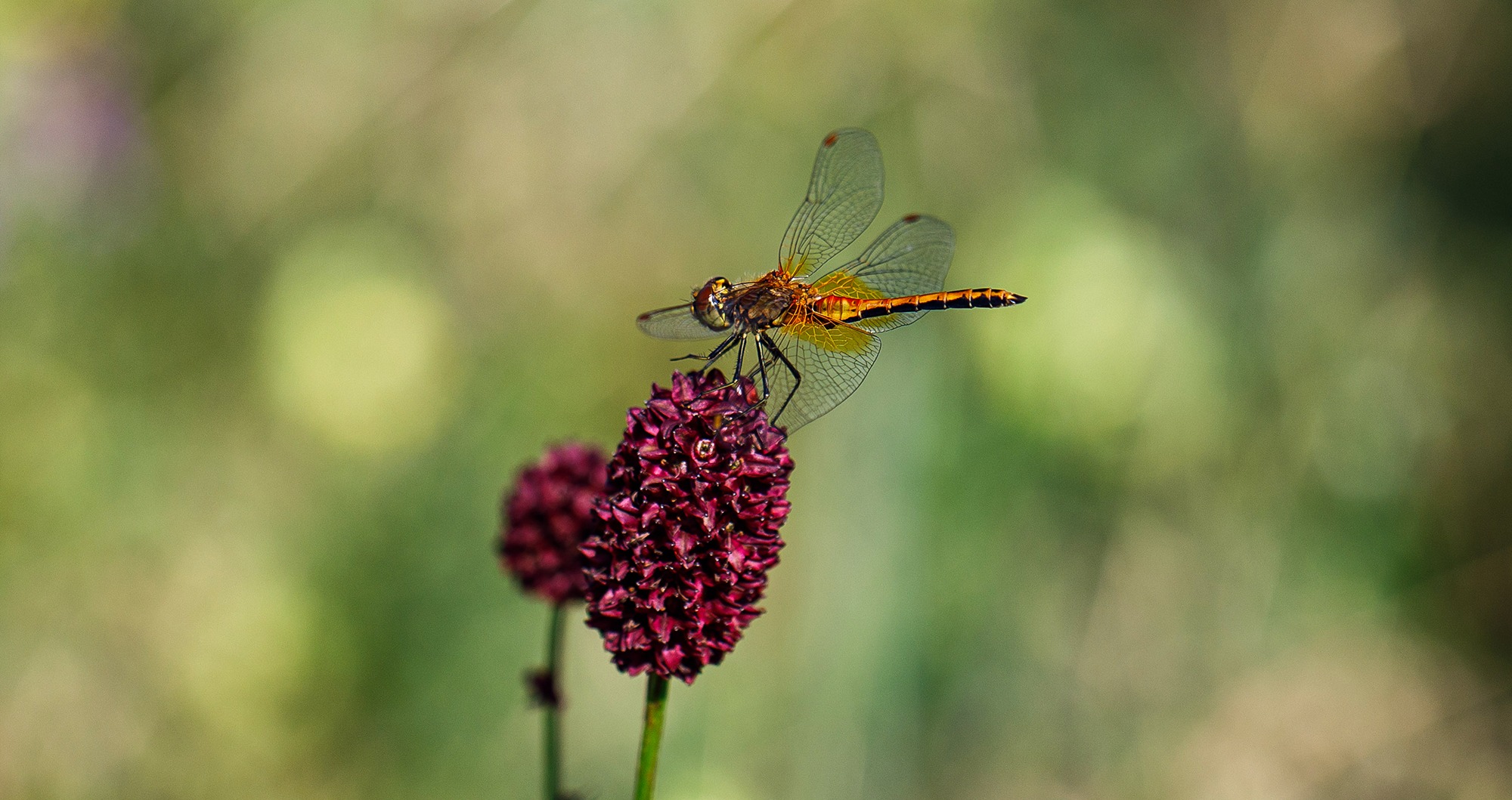 Насекомые и птицы стали настоящими помощниками профессиональных экологов
