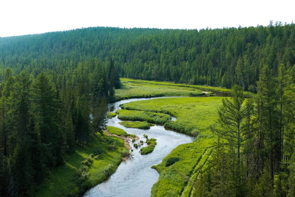 На территории Восточной Сибири расположены крупнейшие массивы девственных хвойных лесов