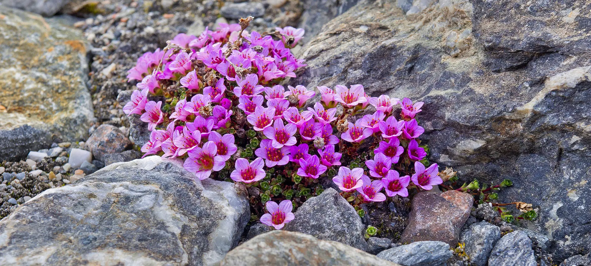 Камнеломка супротивнолистная