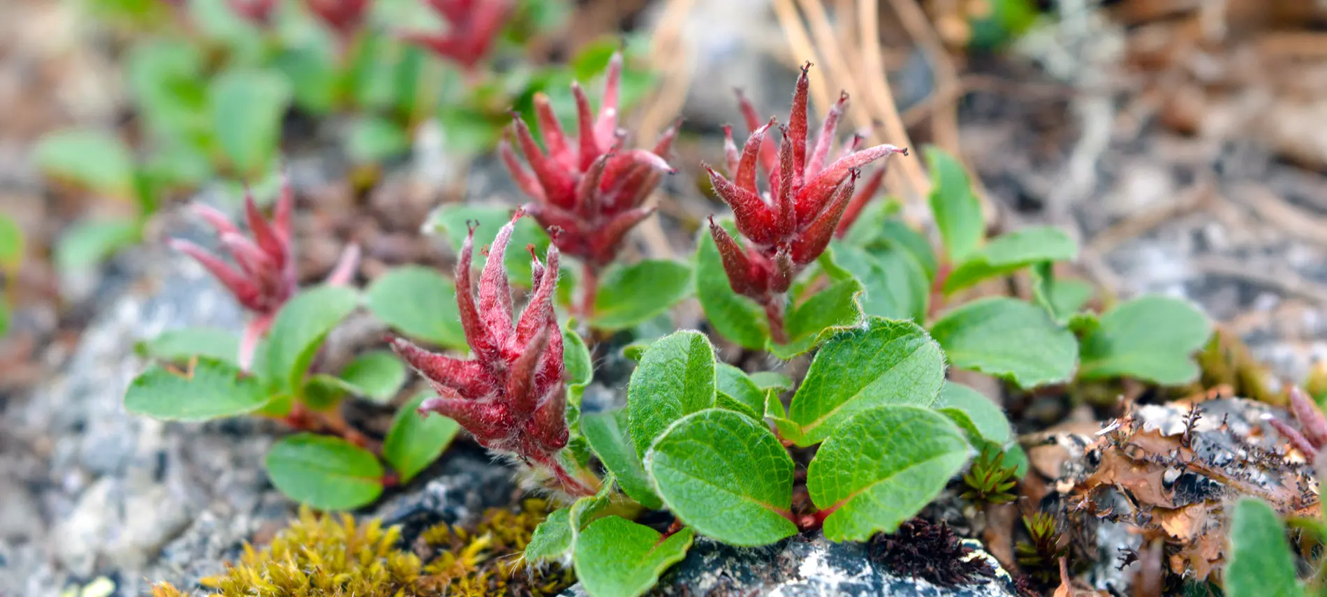 Полярная ива