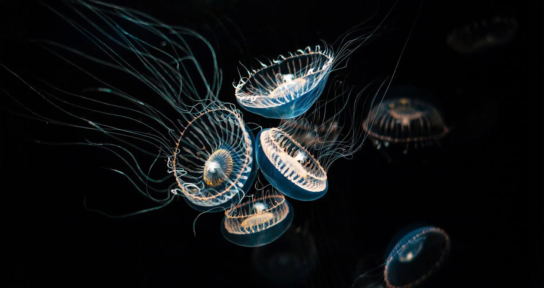 Медузы Aequorea victoria