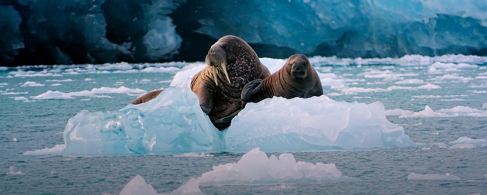 От целей — к стандарту: новый подход к заботе об экологии в нефтяной отрасли предложили в России