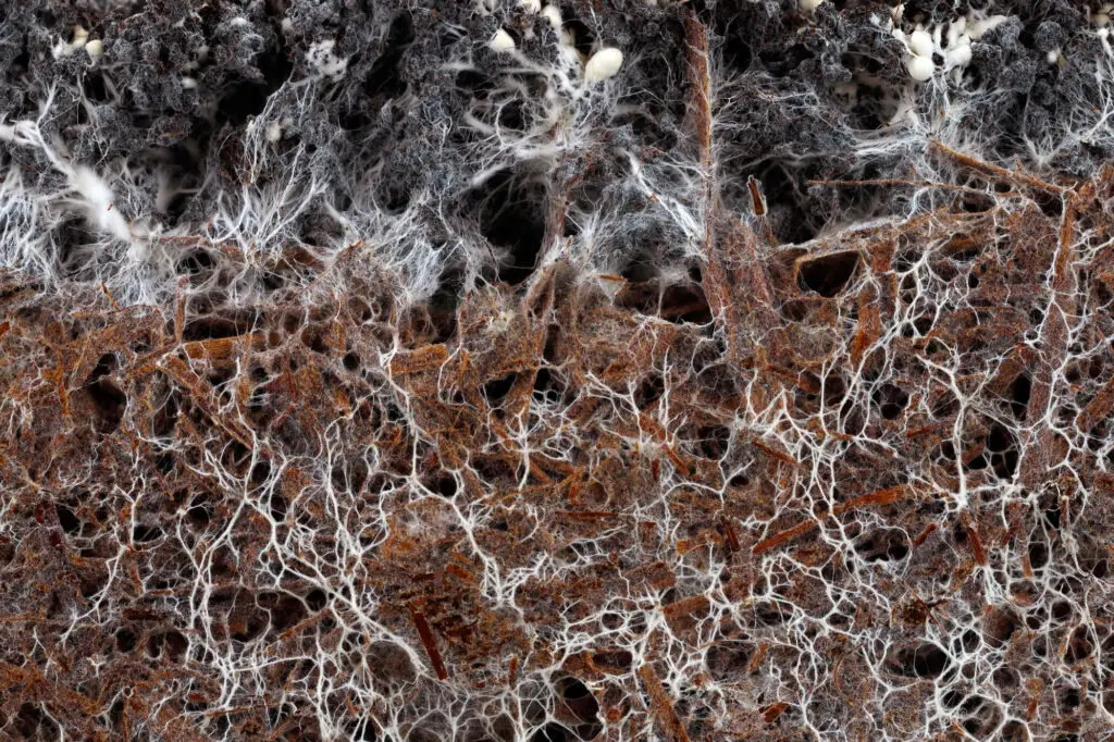 Структура грибного мицелия белого шампиньона