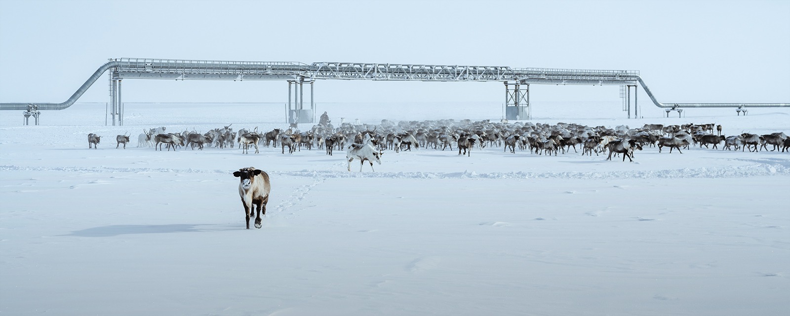 Глава Российского экологического общества Рашид Исмаилов рассказал, почему нефтегазовой отрасли необходимы новые экологические стандарты