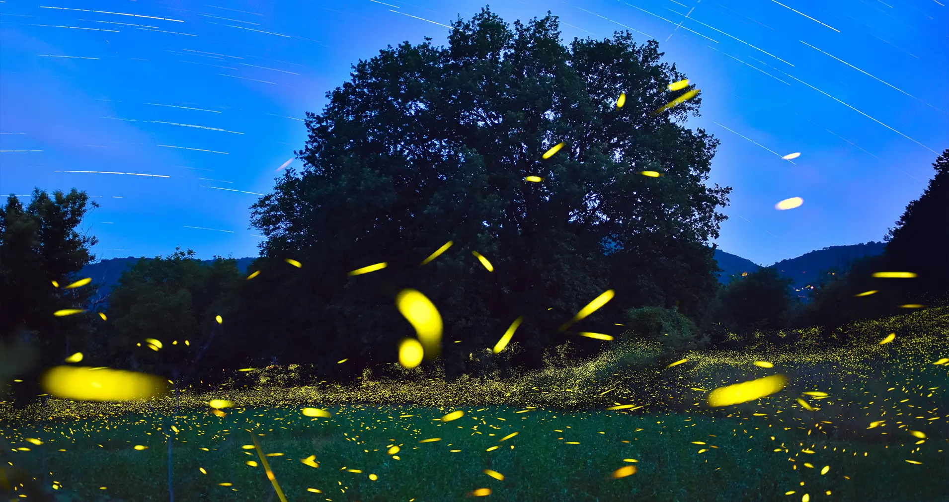 Светлячки. Фото iStock