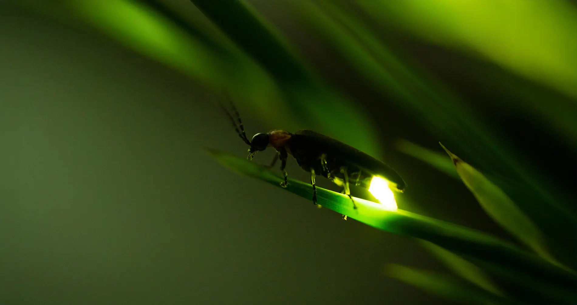 Светлячок. Фото iStock