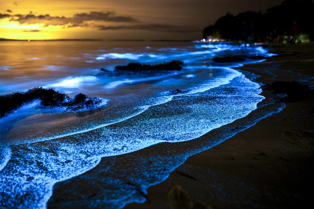 Светящийся в воде планктон. Фото iStock